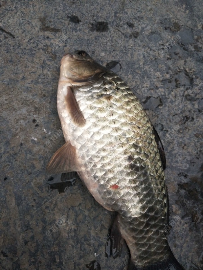 这是开竿第二个鲫鱼,重量有一斤起,这是进冬后收获最大的鲫鱼了.