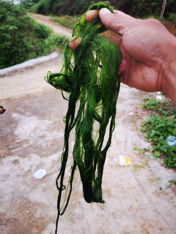 长裂苦苣菜钓草鱼图片