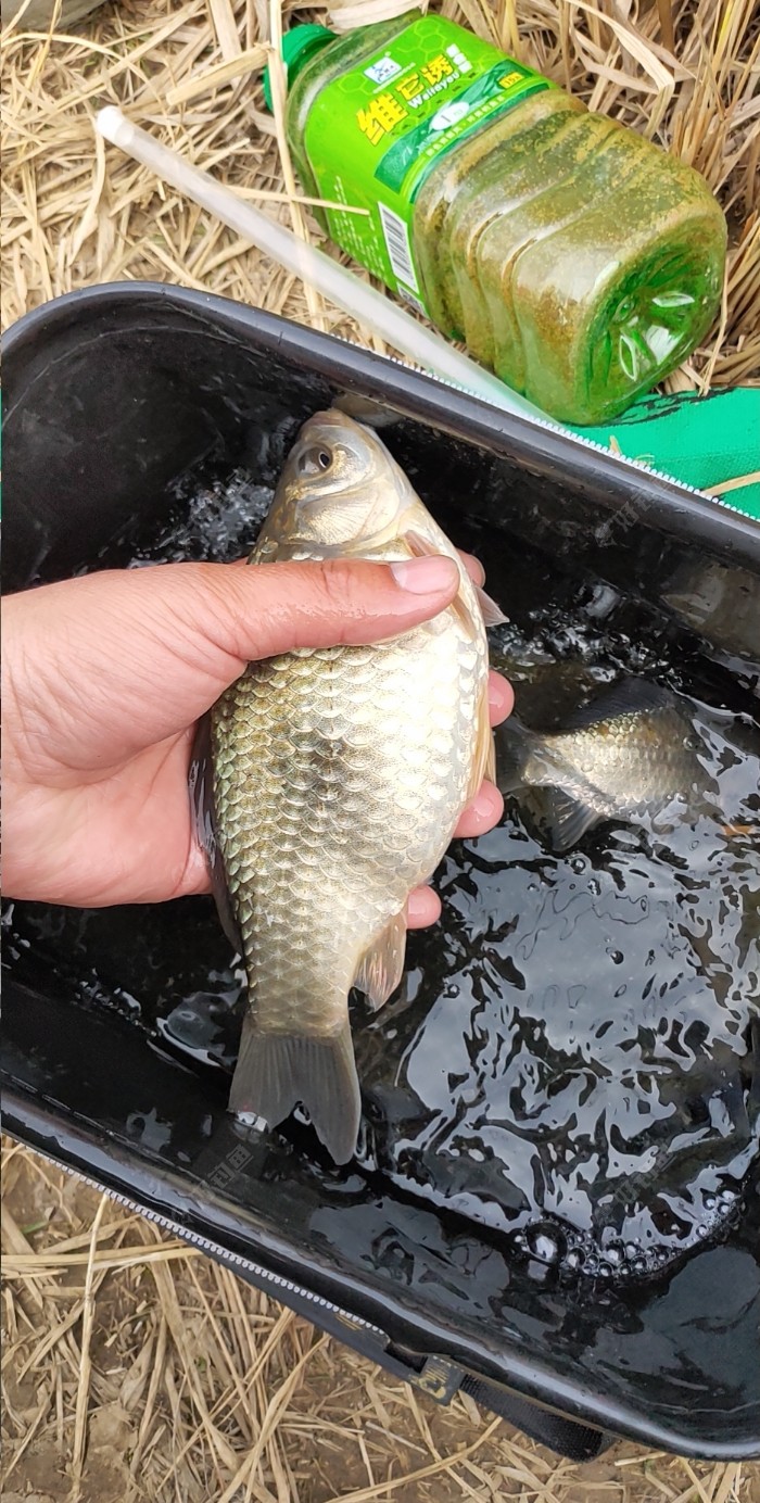 总共钓了三条,大肚子的鲫鱼都放生了.