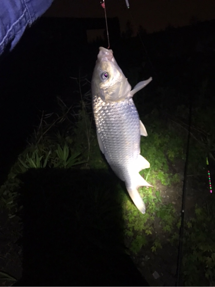 第二次夜钓小记 - 好钓鱼