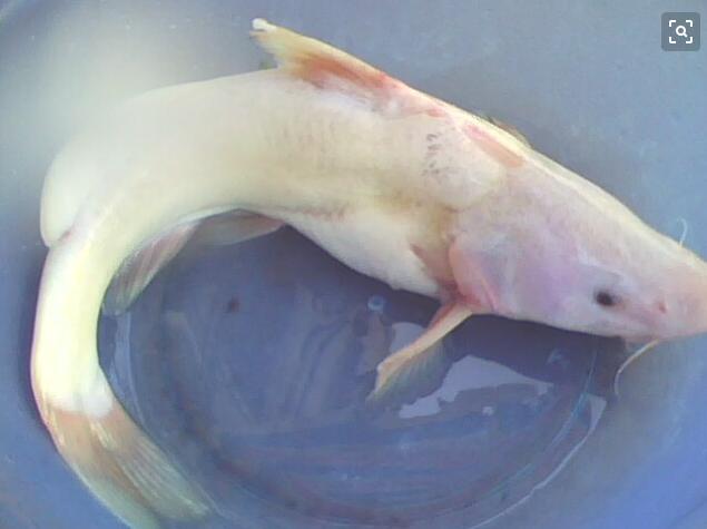 白江团鱼图片