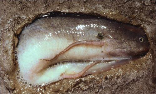 南美肺鱼图片
