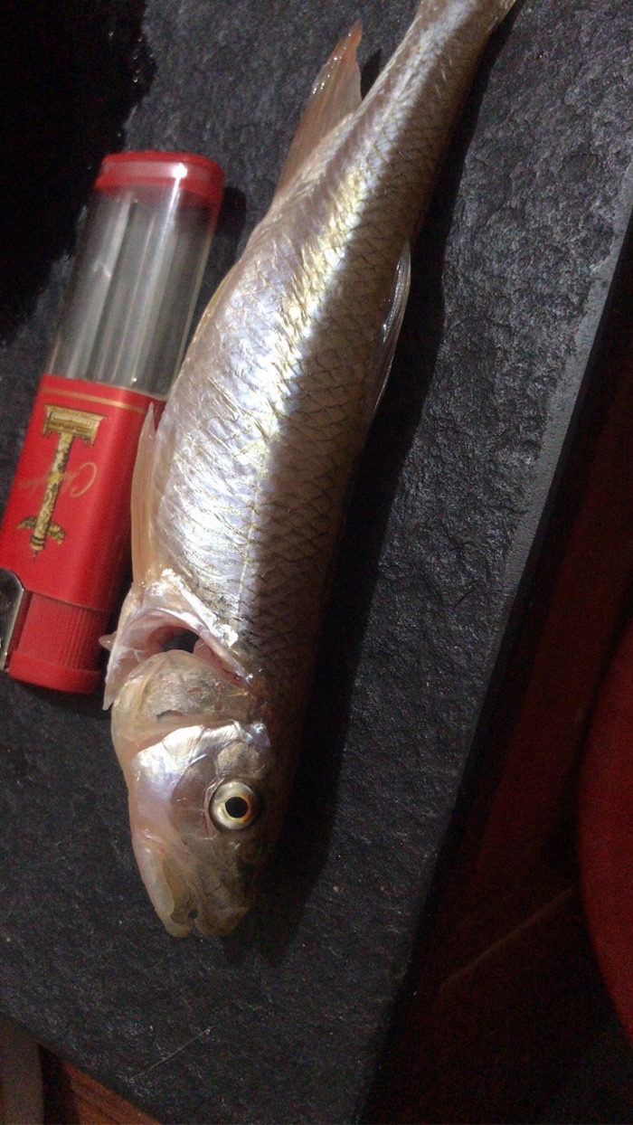 华子马口白条