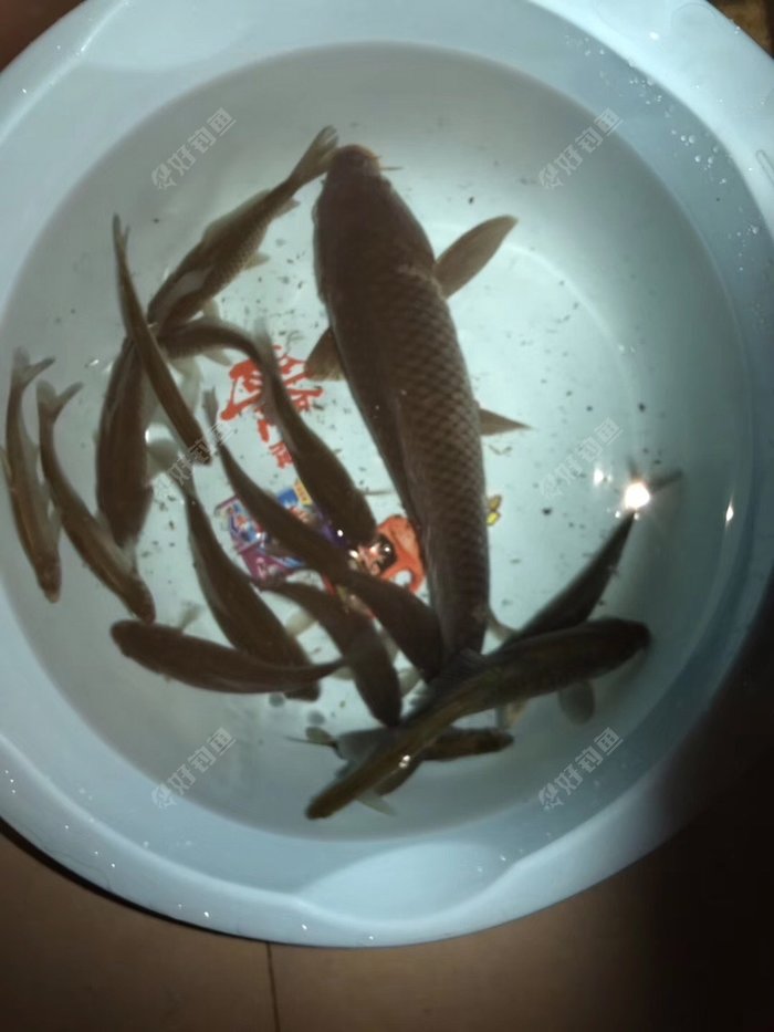 教学从鱼的三个好趋向性选择好钓位才能连杆爆护