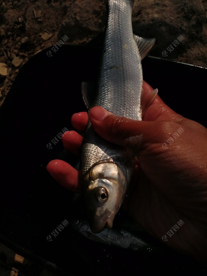 今天白条太多了