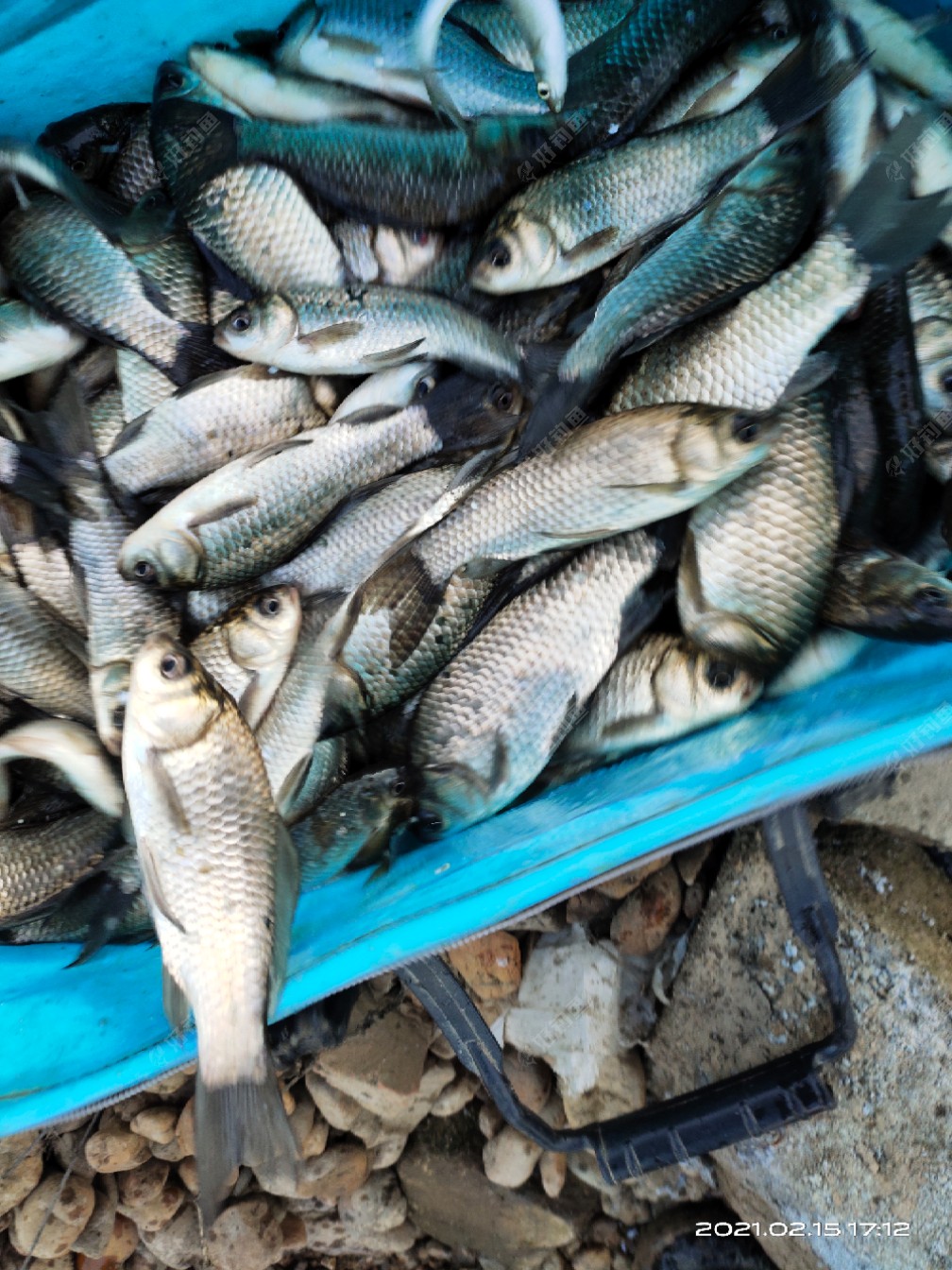 今天下午的鱼获狂口爆护了