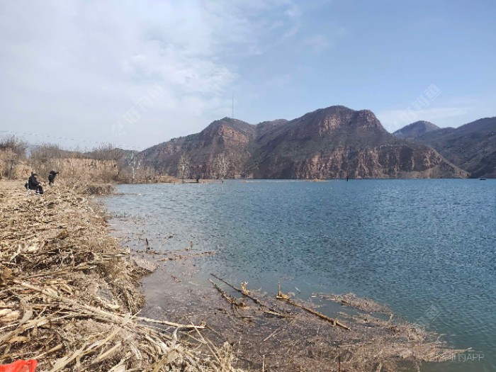 4,黃河我知道在三門峽河段有魚,因為不管是三門峽水庫還是小浪底水庫