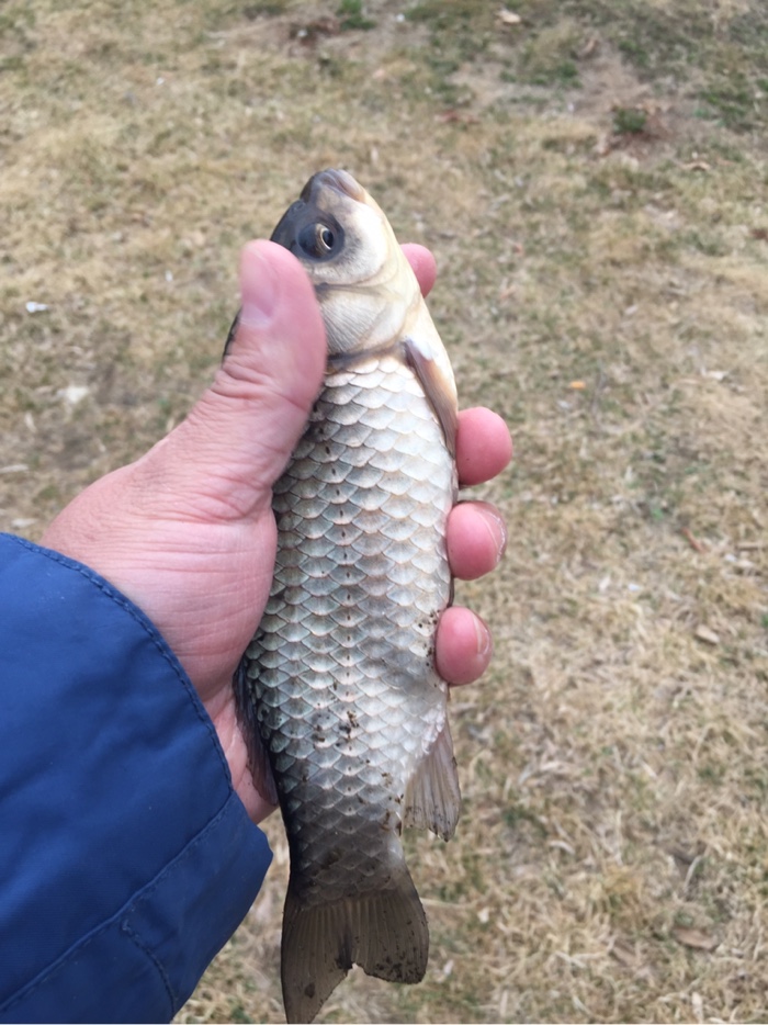 杨哥钓鱼今天钓到鱼了