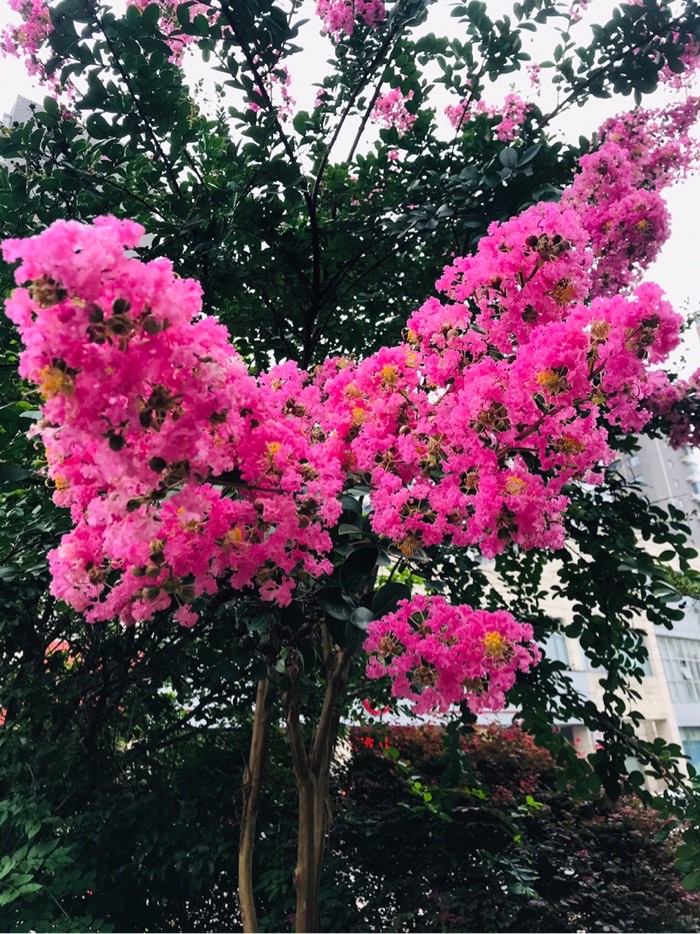 徐州市的市花紫微