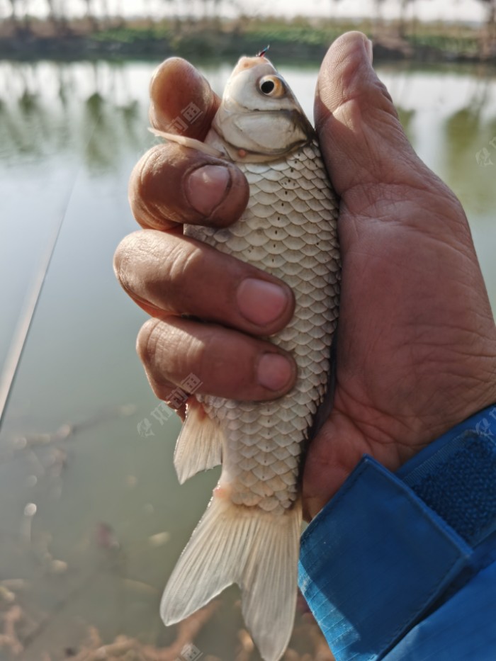 白马湖钓鱼图片