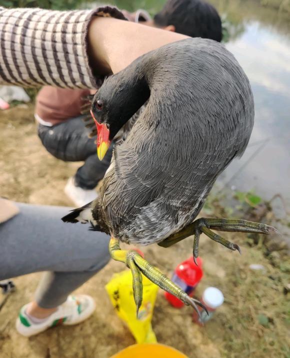 釣魚釣上水鳥